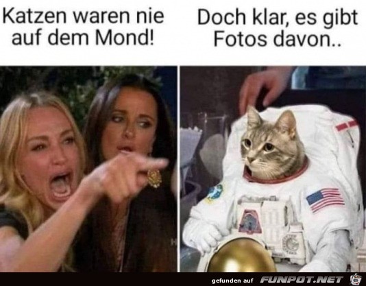 Katzen waren nie auf dem Mond