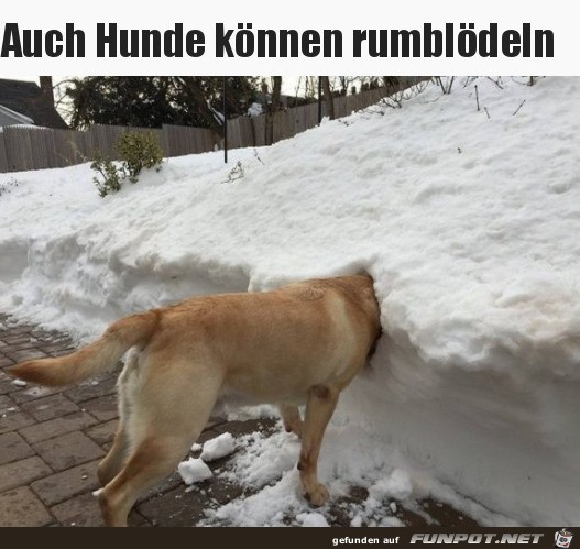 Hund macht Quatsch