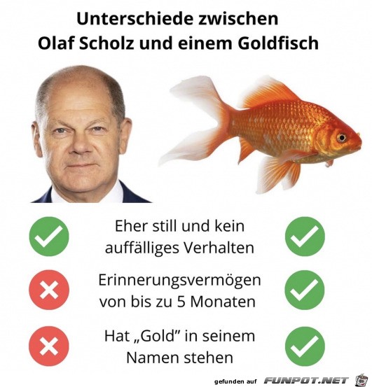 Lustiger Vergleich