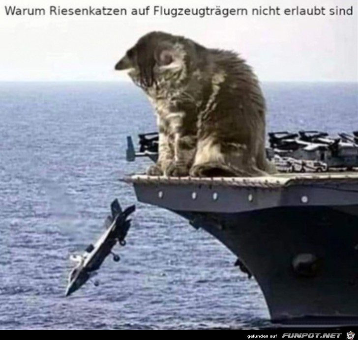 Katzen werfen alles runter