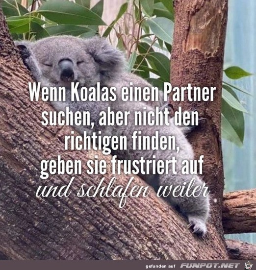 Koalas sind cool