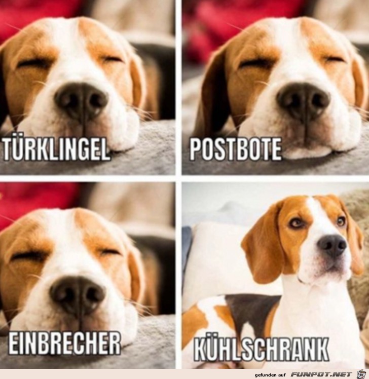 Viele Hunde so