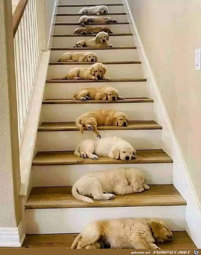 Hundetreppe