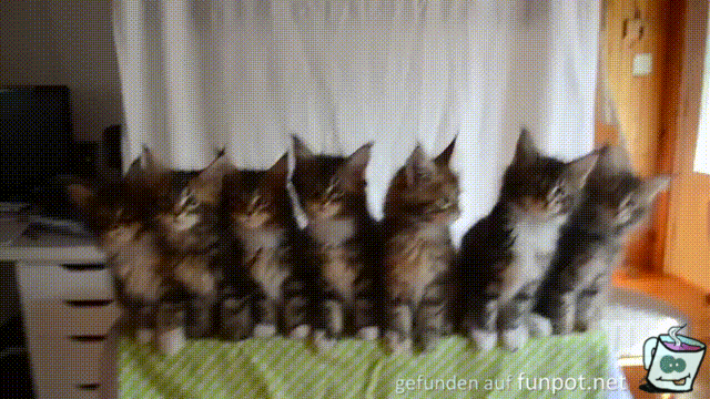 7 kleine Katzen