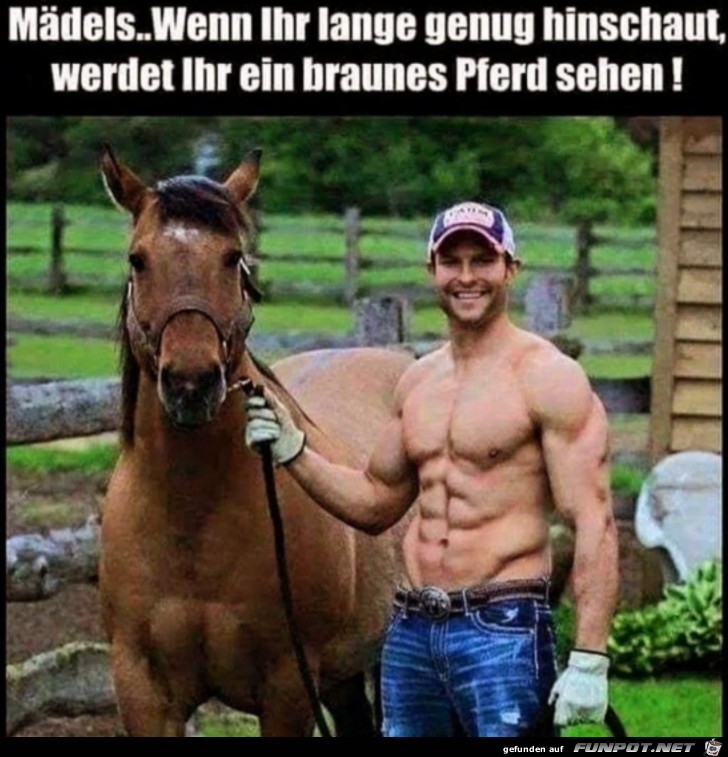 Oh ein Pferd