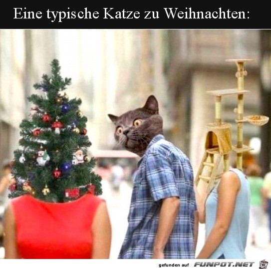 Typische Katze an Weihnachten