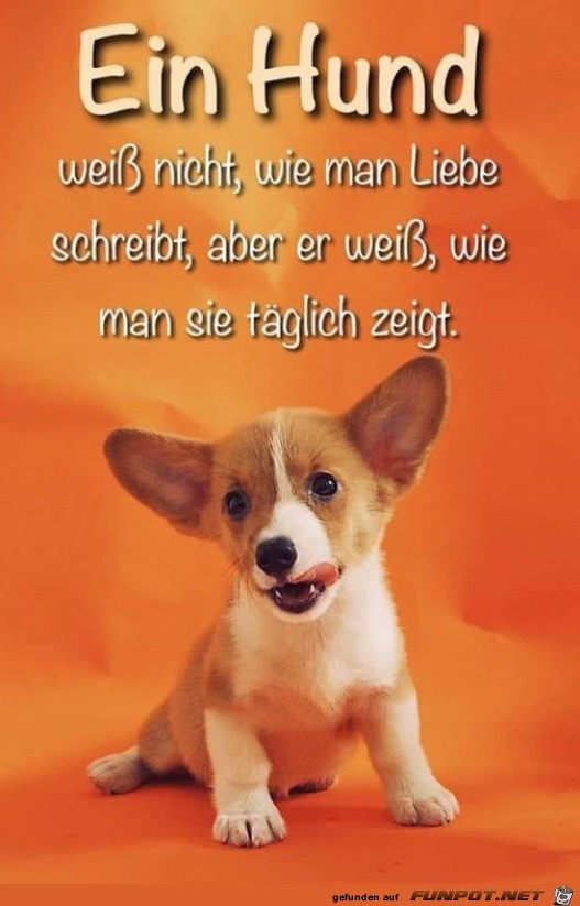 Ein Hund Ein Hund