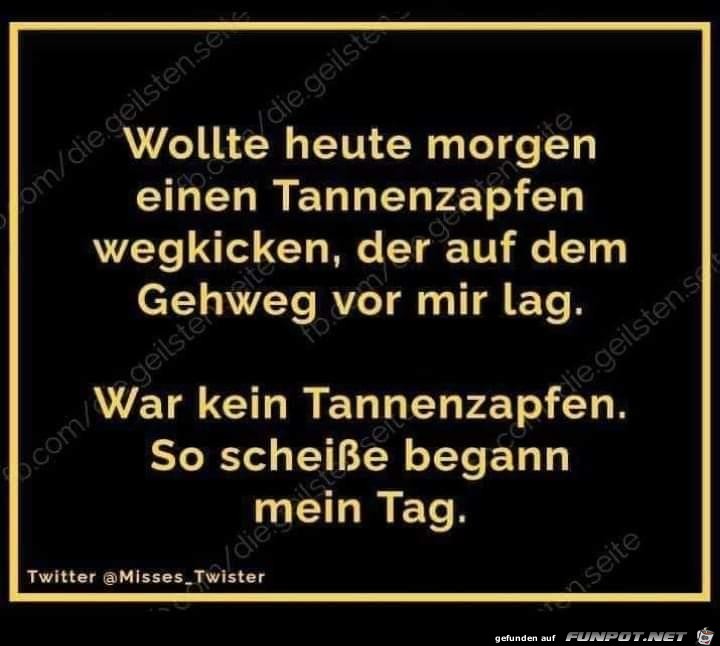 Tannenzapfen Tannenzapfen