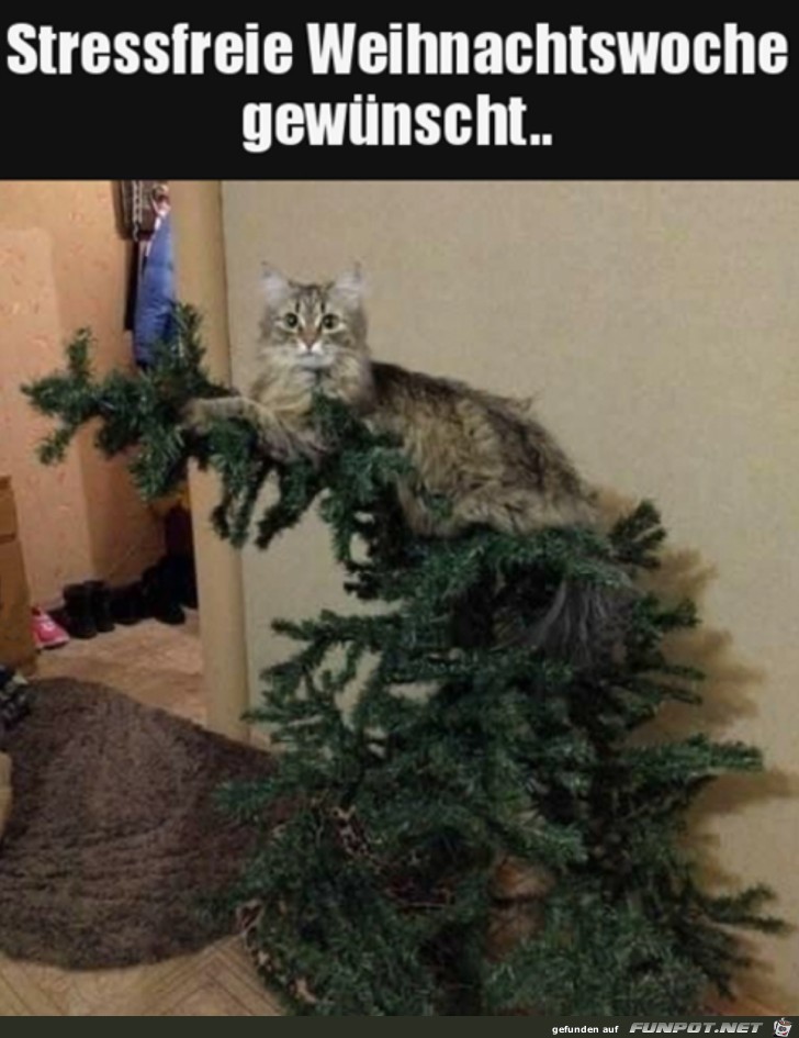 Stressfreie Weihnachtswoche