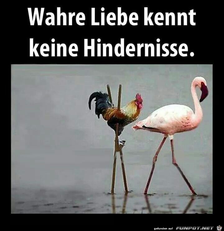 Wahre Liebe kennt keine Hindernisse.