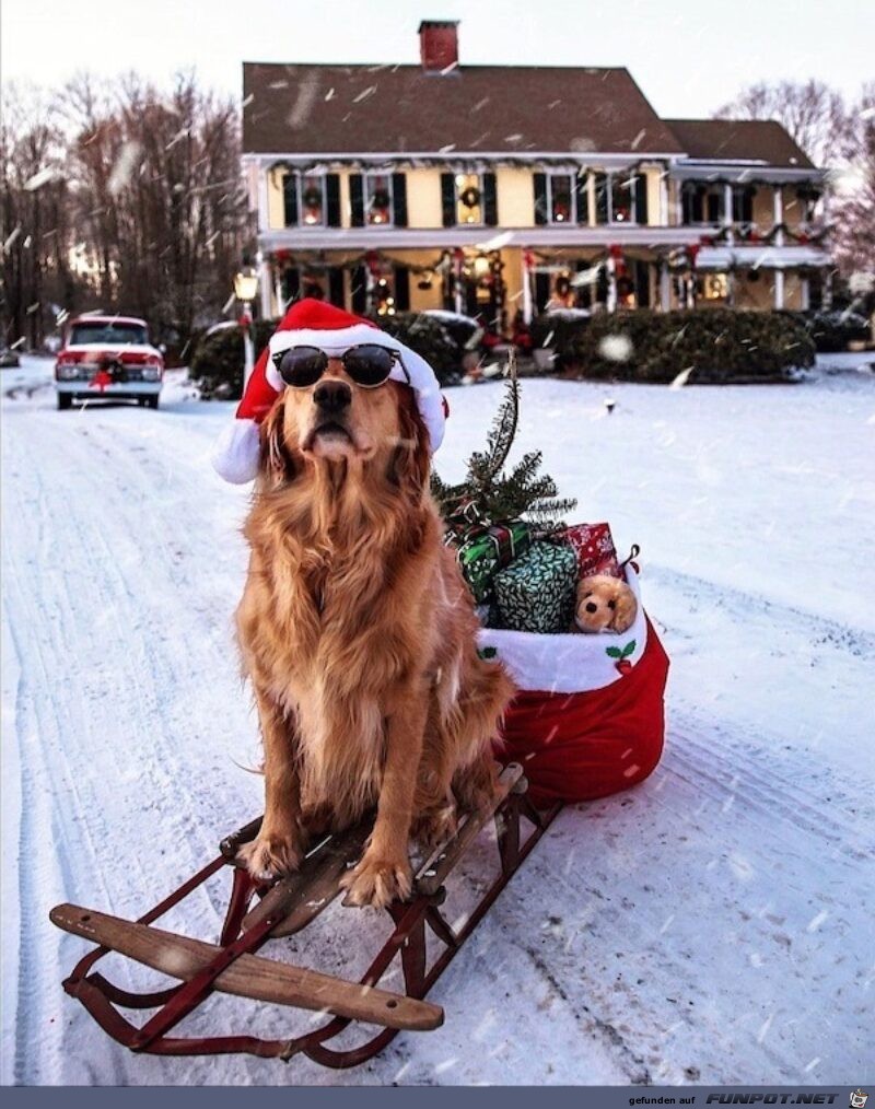 Hbscher Weihnachtshund