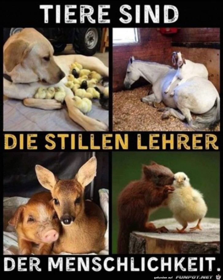 Tiere sind die stillen Lehrer