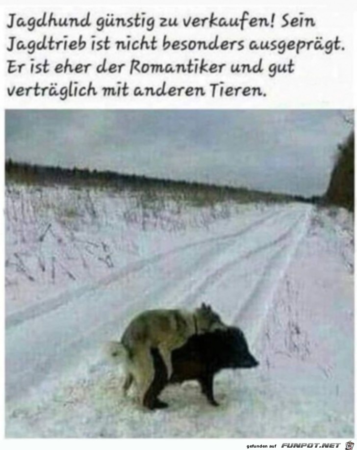 Kein Jagdhund