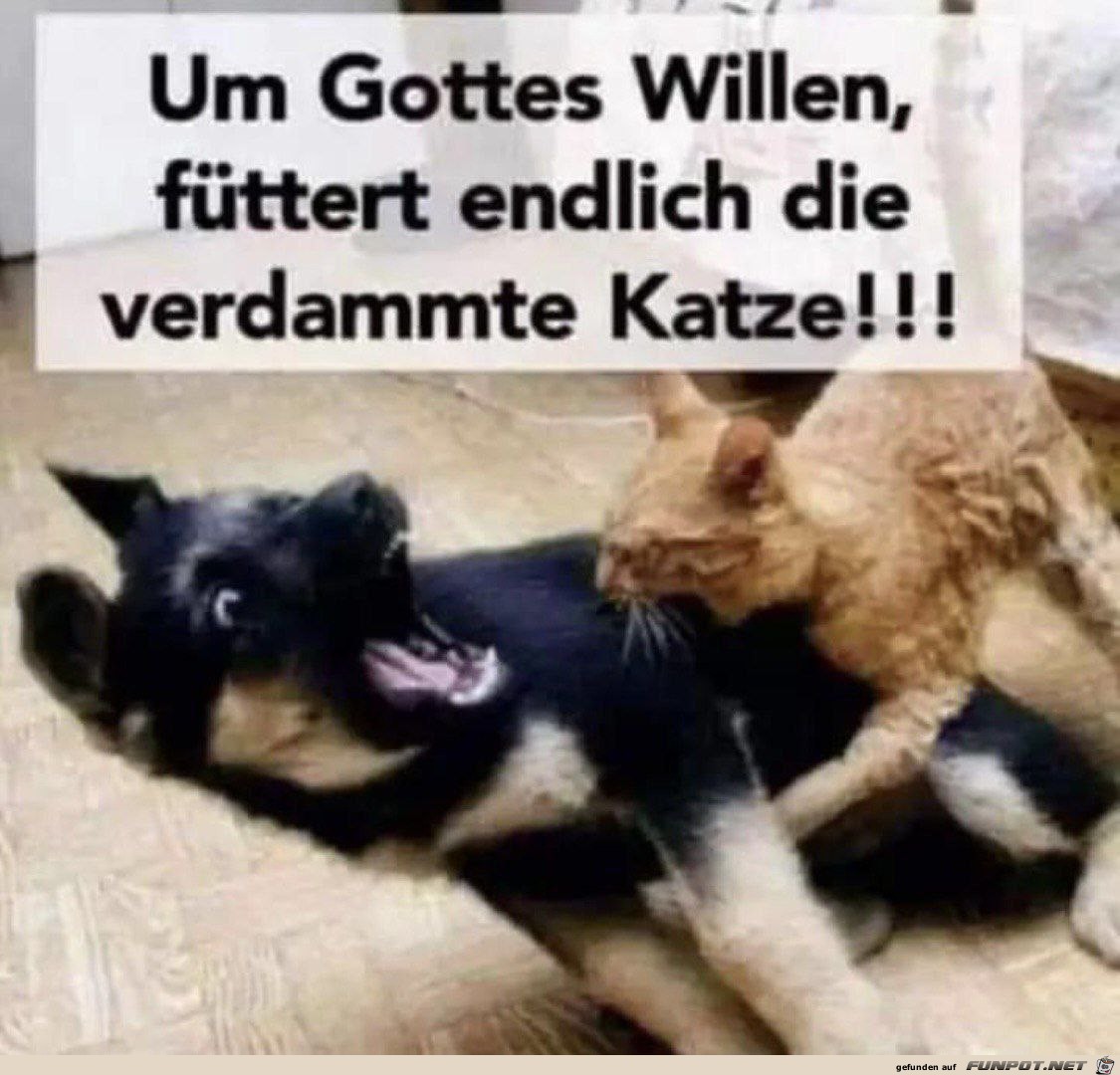 Fttert endlich die Katze