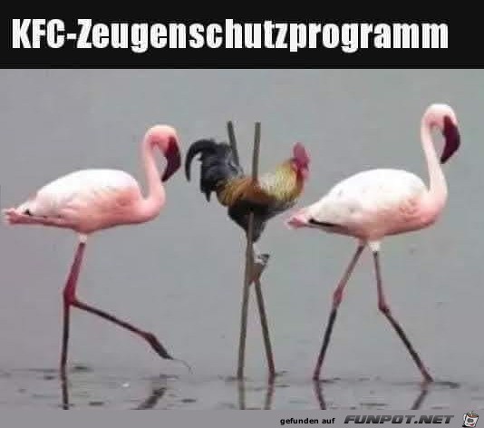 Zeugenschutzprogramm des KFC