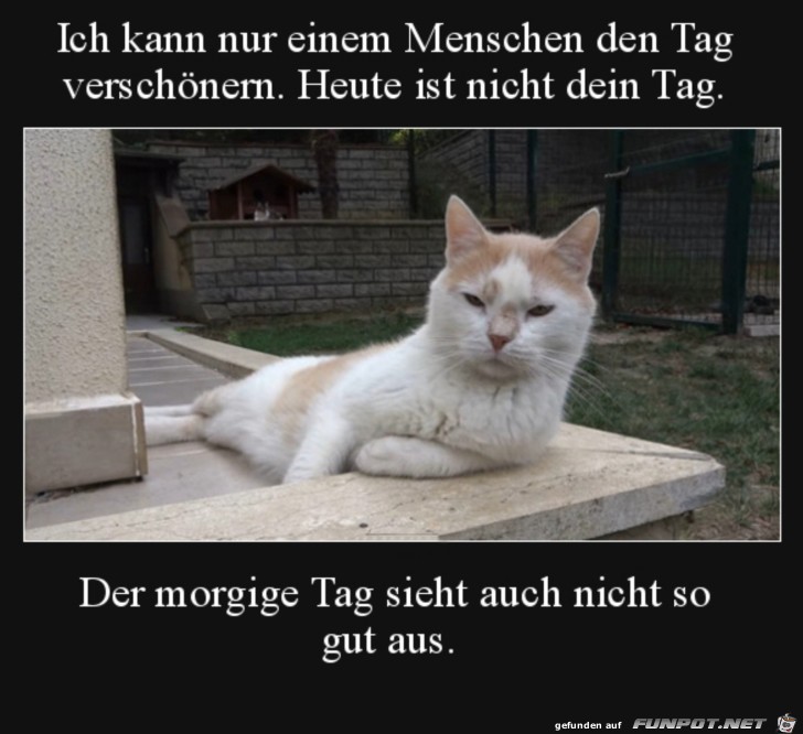 Typisch Katze