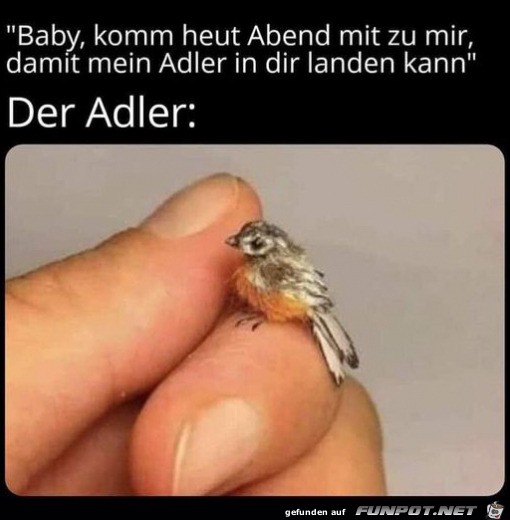 Der Adler