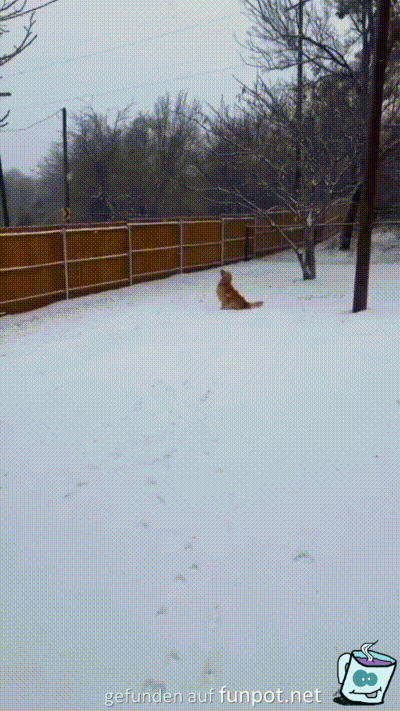 Hund freut sich ber Schnee