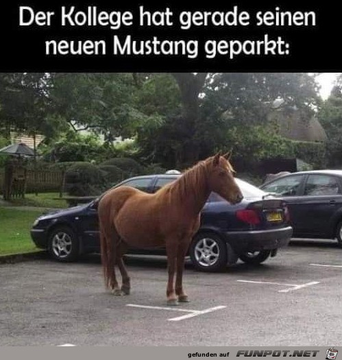 Neuer Mustang