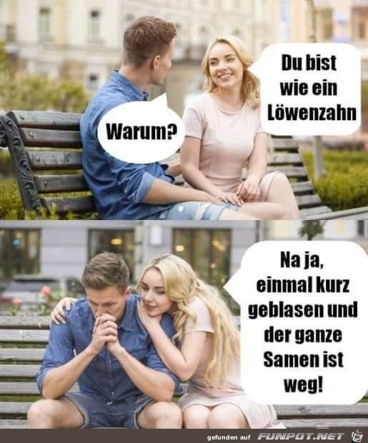 Löwenzahn Löwenzahn