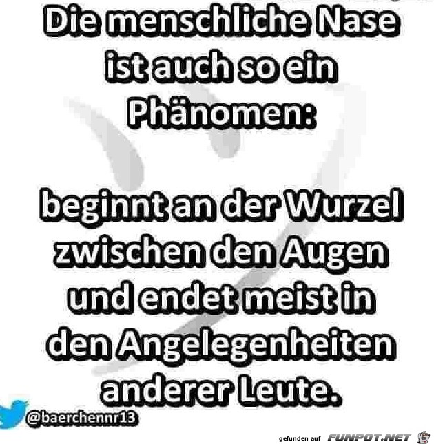 Die menschliche Nase