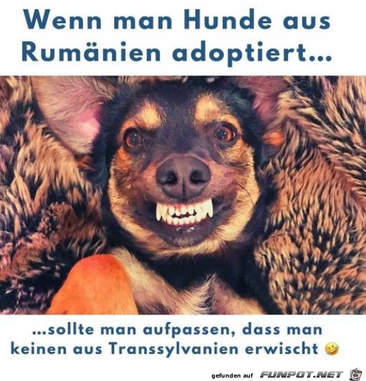 Hund adoptiert