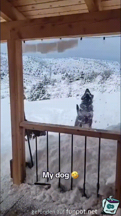 Hund fngt Schnee