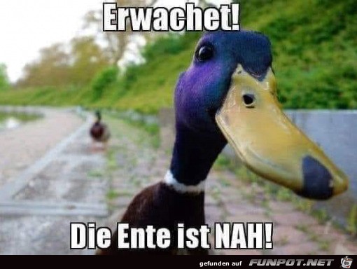 Die Ente ist nah