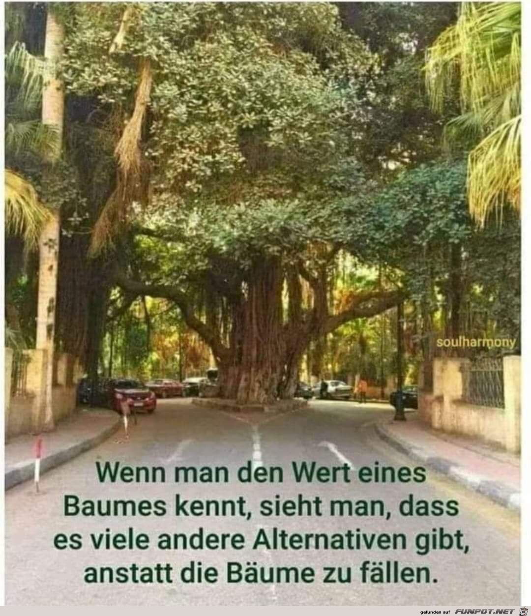 Der Wert eines Baumes