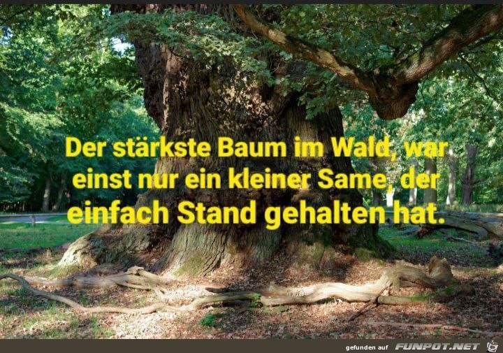 Der strkste Baum