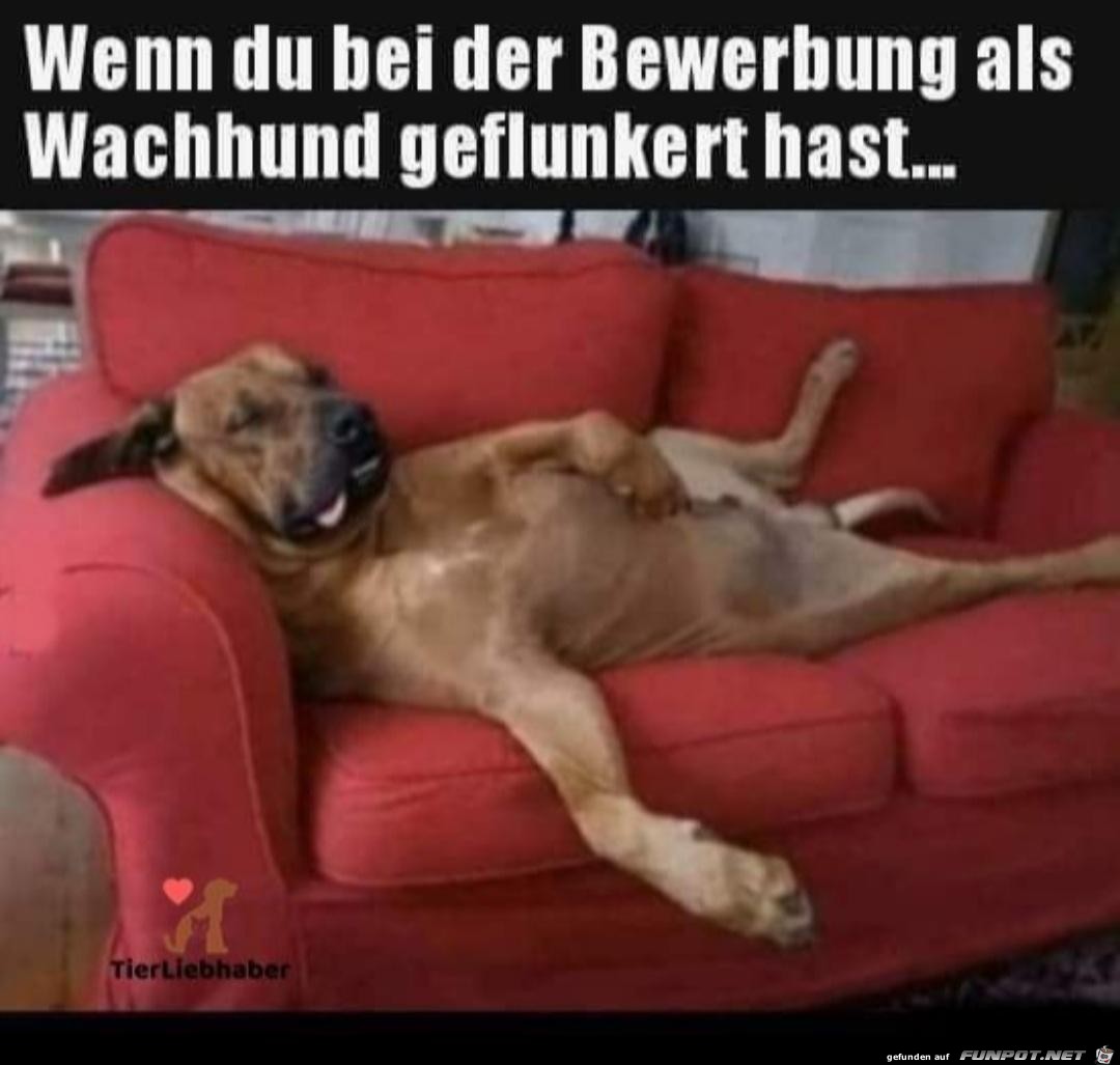 Wachhund