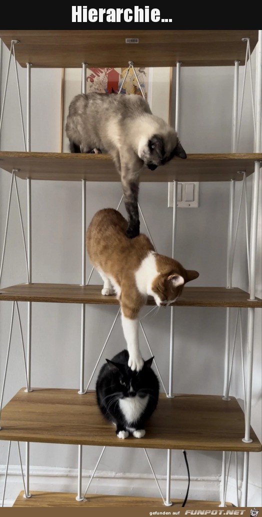 Katzen-Hierarchie