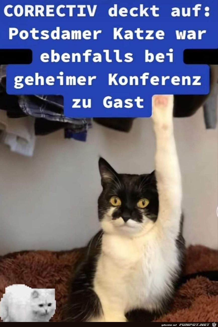 Potsdamer Katze