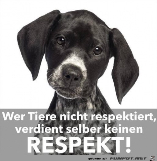 Respekt Respekt