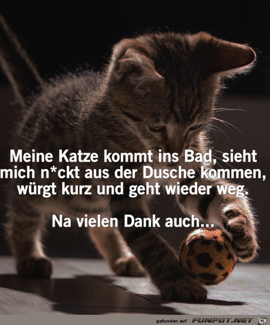 Meine Katze