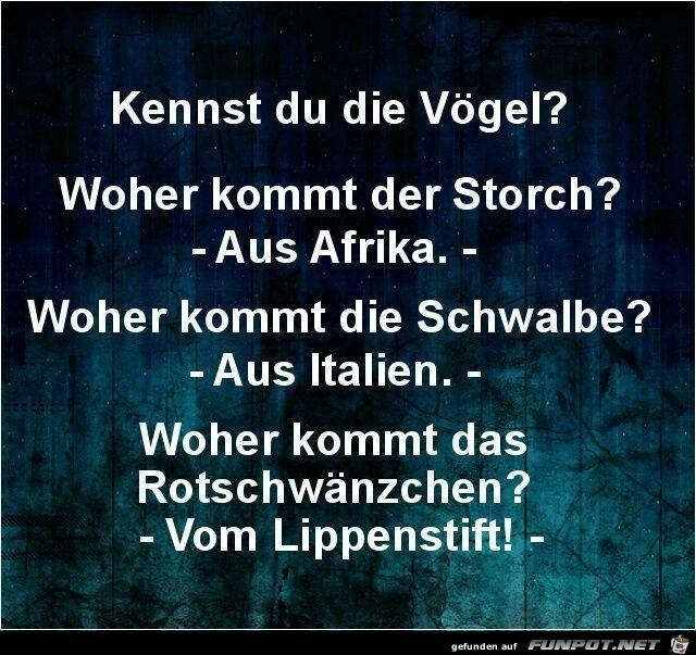 Vögel Vögel
