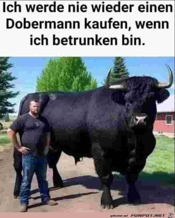 Dobermann Dobermann