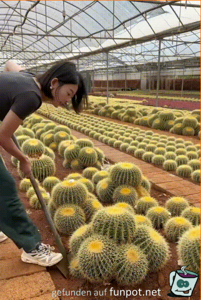 Kaktus-Farm
