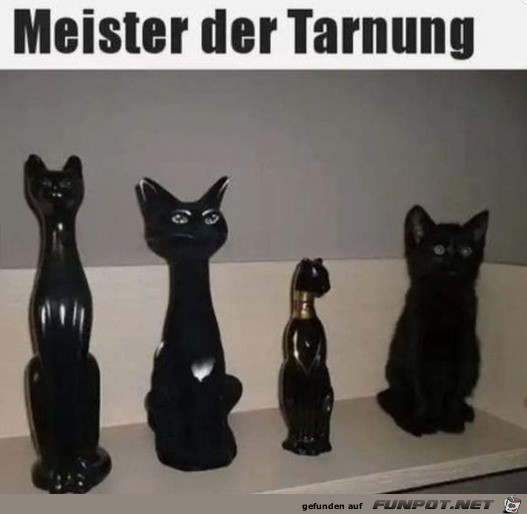 Meister der Tarnung