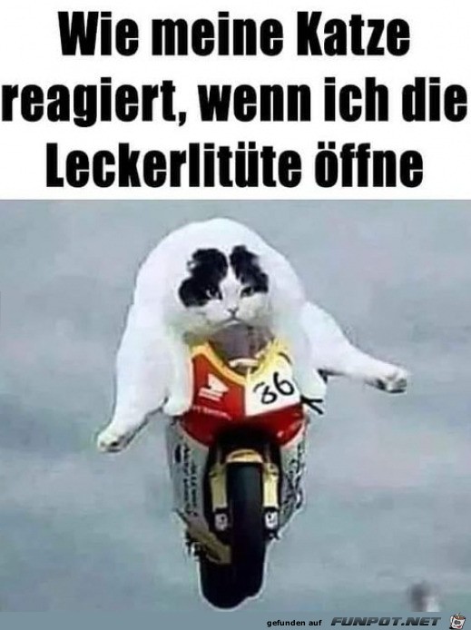 Katze ist auf dem Weg