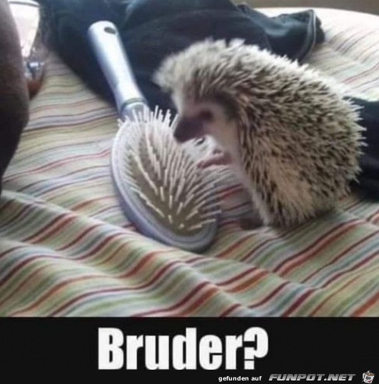 Bruder?