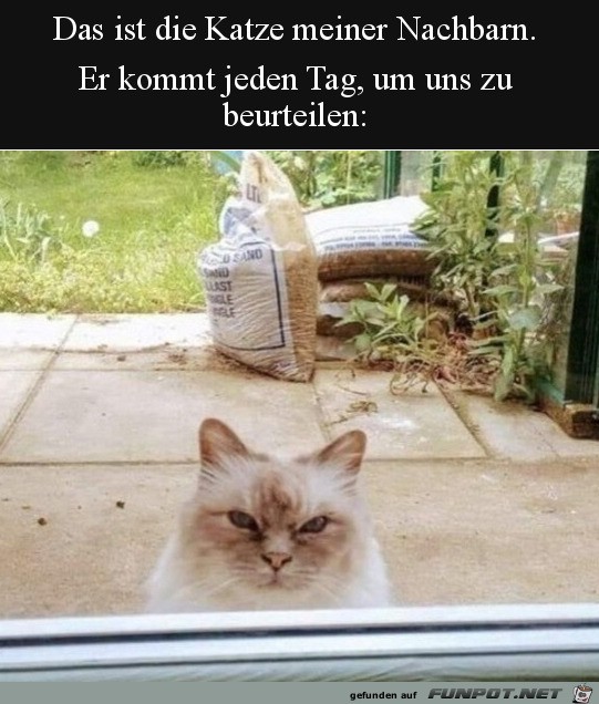 Kritische Katze