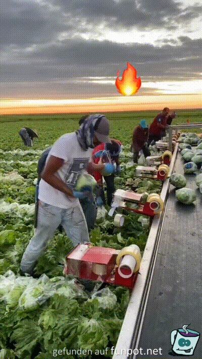 Salat verpacken Salat verpacken