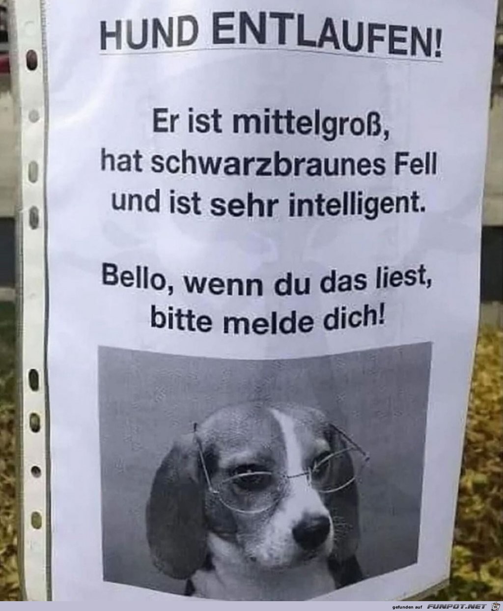 Bello ist sehr intelligent