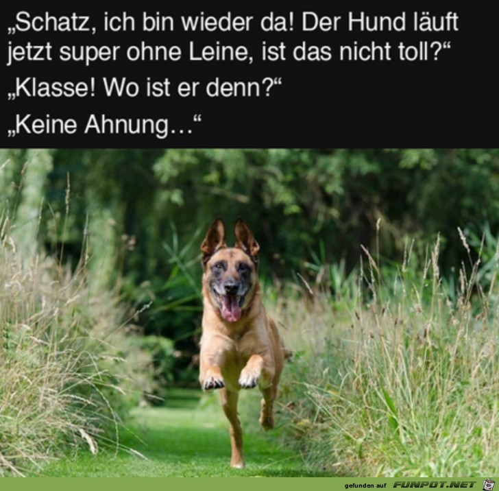 Der Hund luft jetzt super ohne Leine