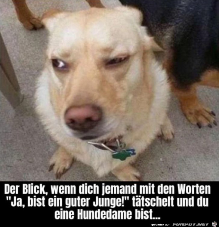 Genervter Hundeblick