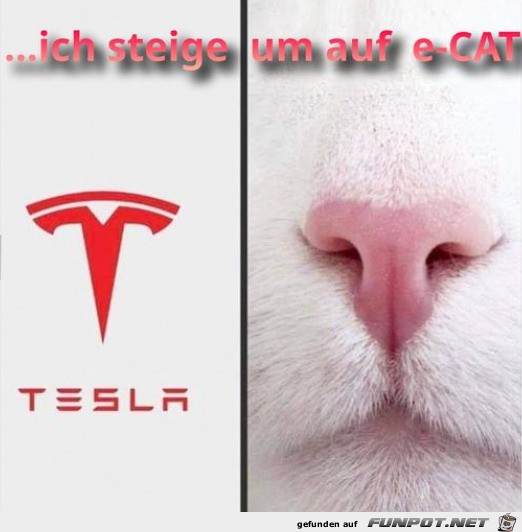 e-Cat