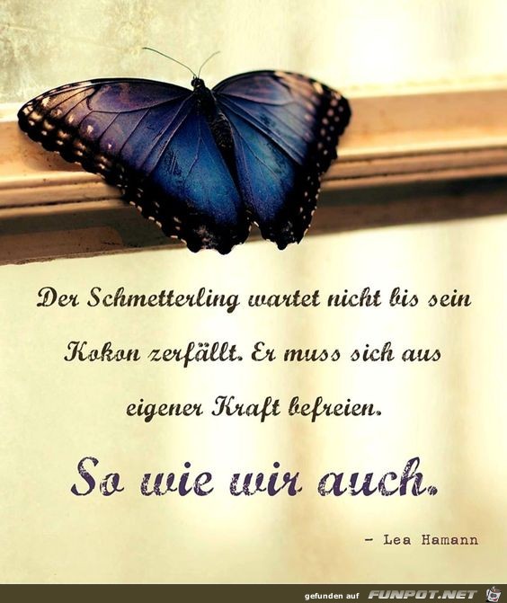 Der Schmetterling wartet nicht