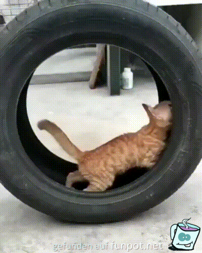 Katze im Reifen