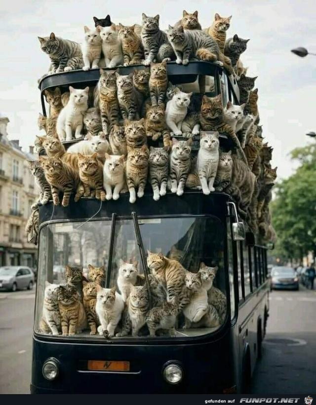 Katzen-Bus
